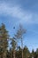 Sky. clouds. bird. crow. trees. coniferous tree