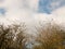 Sky clouds blue scape tree tops branches bare