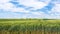 sky with clouds over green wheat field in Picardy