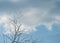 Sky in the clouds. Tree without leaves