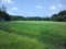 Sky and cultivation in sri lanka