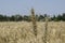 Sky and fields with wheat stretching to the horizon, close up of the field of wheat, Field full of ripped wheat ear. Agricultural