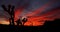 Sky Fire at Joshua Tree National Park