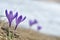 Sky flower, crocus, grass and snow