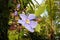 Sky flower Thunbergia grandiflora