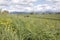 Sky and Grazing Land