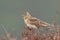 Sky lark (Alauda arvensis)