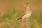 Sky Lark (Alauda arvensis)