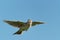 Sky Lark Alauda arvensis flying over the field with brown and blue backgrond. Brown bird captured in flight