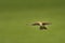 Sky Lark Alauda arvensis flying over the field with brown and blue backgrond. Brown bird captured in flight