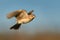 Sky Lark Alauda arvensis flying over the field with brown and blue backgrond. Brown bird captured in flight enlightened by eveni