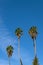 The Sky Is The Limit For These Date Palms