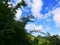 Sky in lowland forest in East Nusa Tenggara