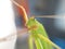 sky macro, Insect, bug, grasshopper, amantis, mantis, background, green, thailand,