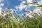 Sky through Reeds