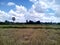 Sky and rice fields