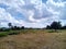 Sky and rice fields