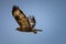 Sky\'s the Limit: Majestic Hawk Soaring High and Mighty