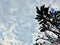 Sky with silhouette of kamboja tree branch