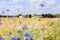 Sky, space, harvest season, Centaurea, flowers  Large round straw bales