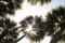 Sky sun and palm trees