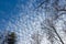 Sky view with Altocumulus cloud and tree crowns