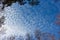 Sky view with Altocumulus cloud and tree crowns at the edges