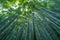 Sky view through bamboo stalks at Sagano Arashiyama Bamboo forest in Kyoto, Japan