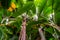 Sky view of many banana tree plants, tropical plant specie from Asia, nature and horticulture background