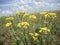 Sky yellow flowers landscape nature summer time