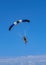 Skydiver flying over the beach.