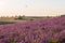 A skydiver flying over lavender fields in Provence France