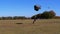 Skydiver flying with a parachute and landed on the ground. Slow Motion