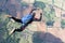 Skydiver in freefall high up in the air