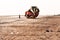 Skydiver with orange and yellow parachute runs after landing in Dona Paula Beach, near Colva and Vagator Beach Goa against sky and