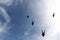 Skydiving. A flock of skydivers is in the blue sky.