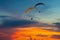 Skydiving sunset landscape of parachutist flying in soft focus. Para-motor flying silhouette with sun set. Silhouette of paraglide