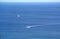 Skydiving tourists on the sea for a motor boat on vacation