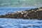 Skye island seals
