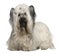 Skye Terrier, 3 and a half years old