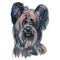 Skye terrier dog portrait