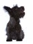 Skye terrier puppy isolated
