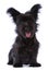 Skye terrier puppy isolated