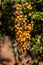 Skyflower Yellow Fruits