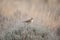 Skylark, Alauda arvensis, songbird in the beautiful light in spring