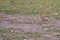 Skylark bird on the ground in Pakistan