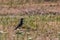 Skylark bird on meadow