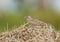 Skylark on a dry grass