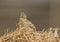 Skylark on a dry grass