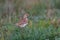 A Skylark or Eurasian Skylark perched on the ground in a grassy field. UK.